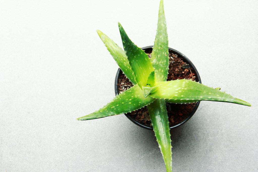 green-healthy-aloe-vera-houseplant-from-above