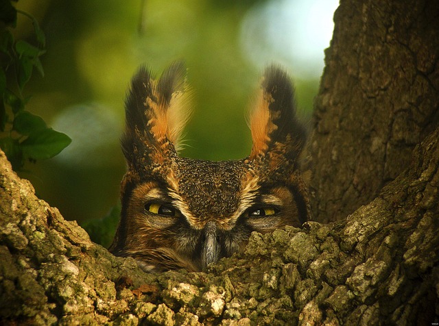 great-horned-owl-behind-tree-night-owl